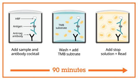 acylated ghrelin elisa kit|Acylated Ghrelin ELISA Kits .